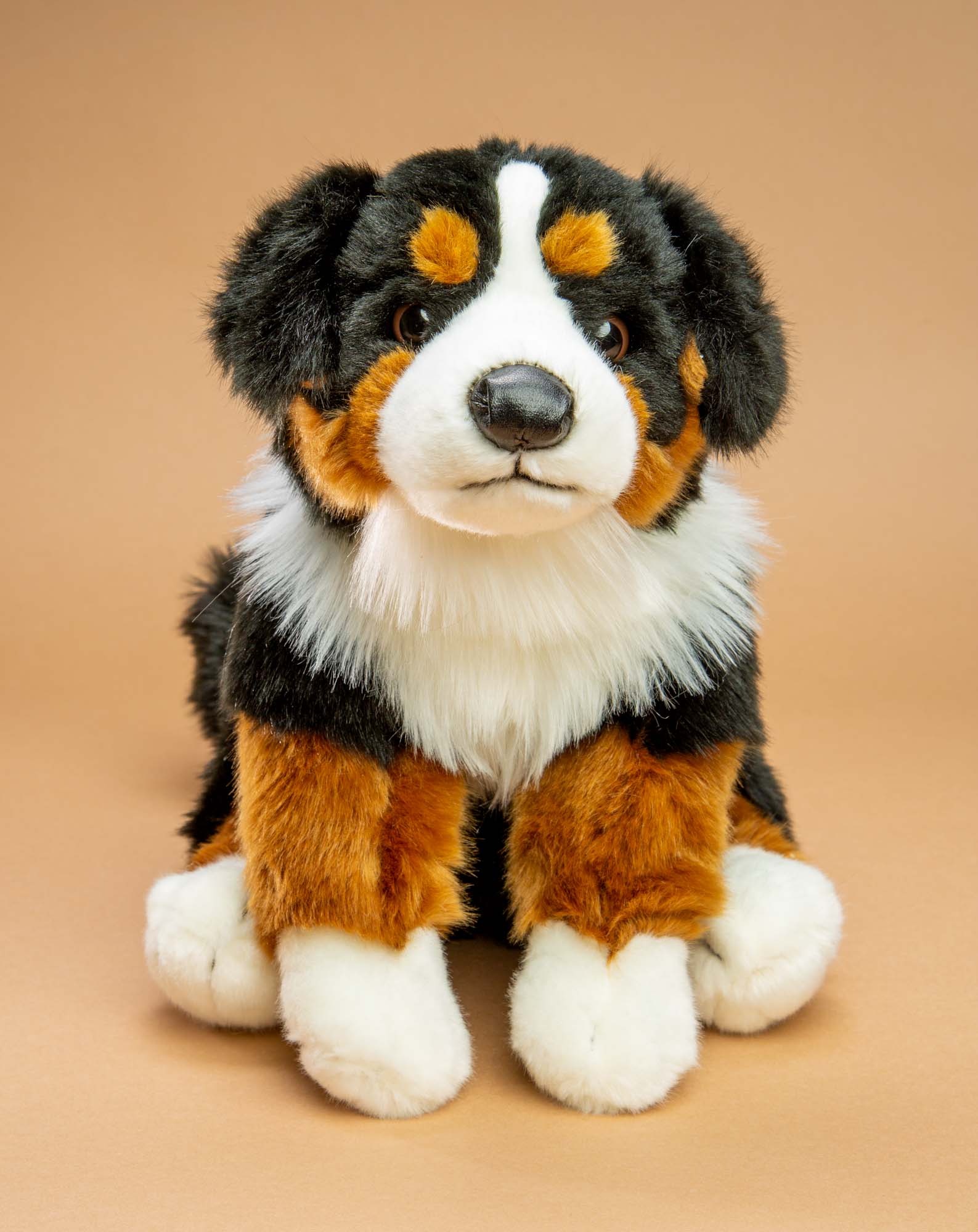 Bernese Mountain Dog